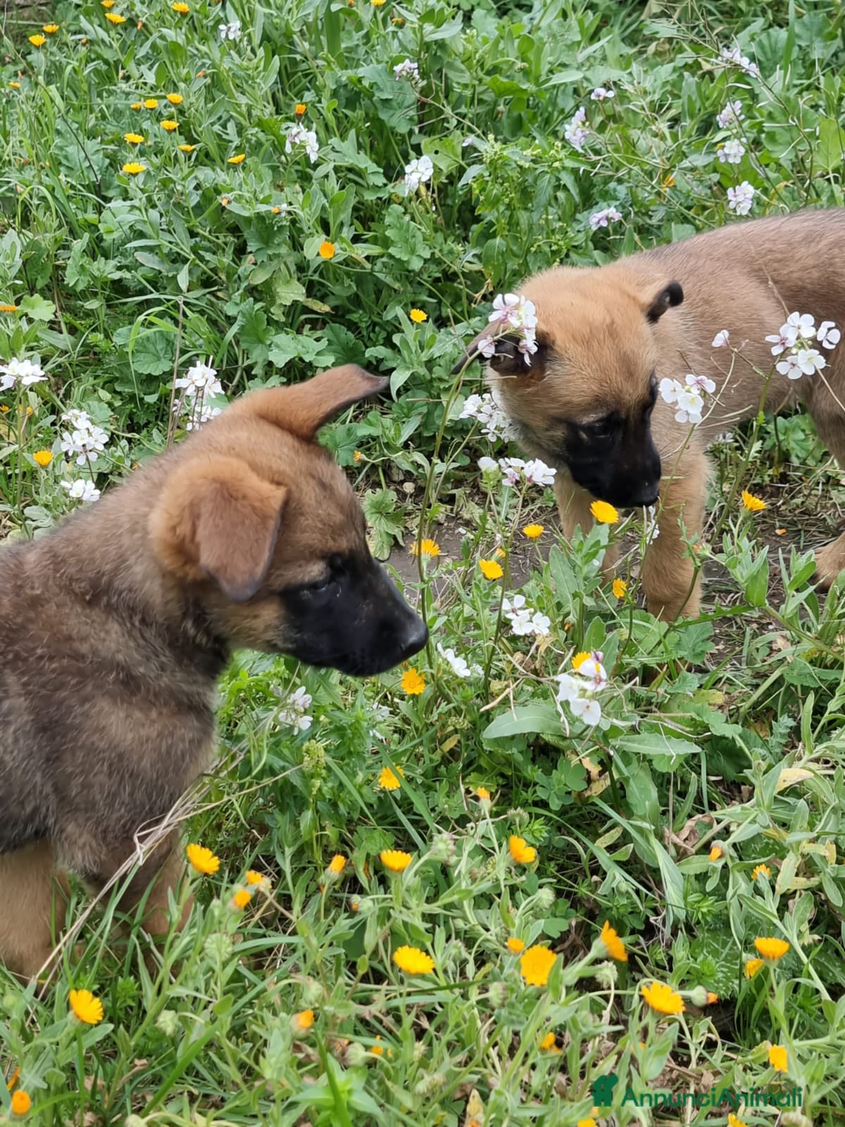 Pastore Belga cani Cuccioli Pastore Belga Malinois Napoli Avellino a Città Metropolitana di Napoli - Annuncio 4