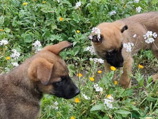 Pastore Belga cani Cuccioli Pastore Belga Malinois Napoli Avellino a Città Metropolitana di Napoli - Annuncio 3