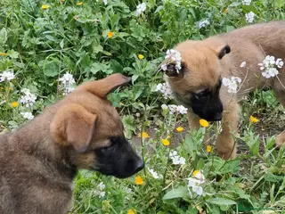 Pastore Belga cani Cuccioli Pastore Belga Malinois Napoli Avellino a Città Metropolitana di Napoli - Annuncio 5