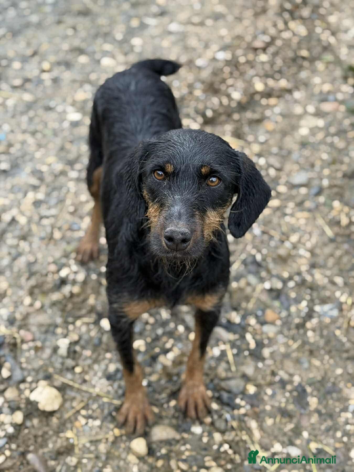 Jagdterrier cani TAIRA, dolcissima JAGD TERRIER! - Annuncio 2