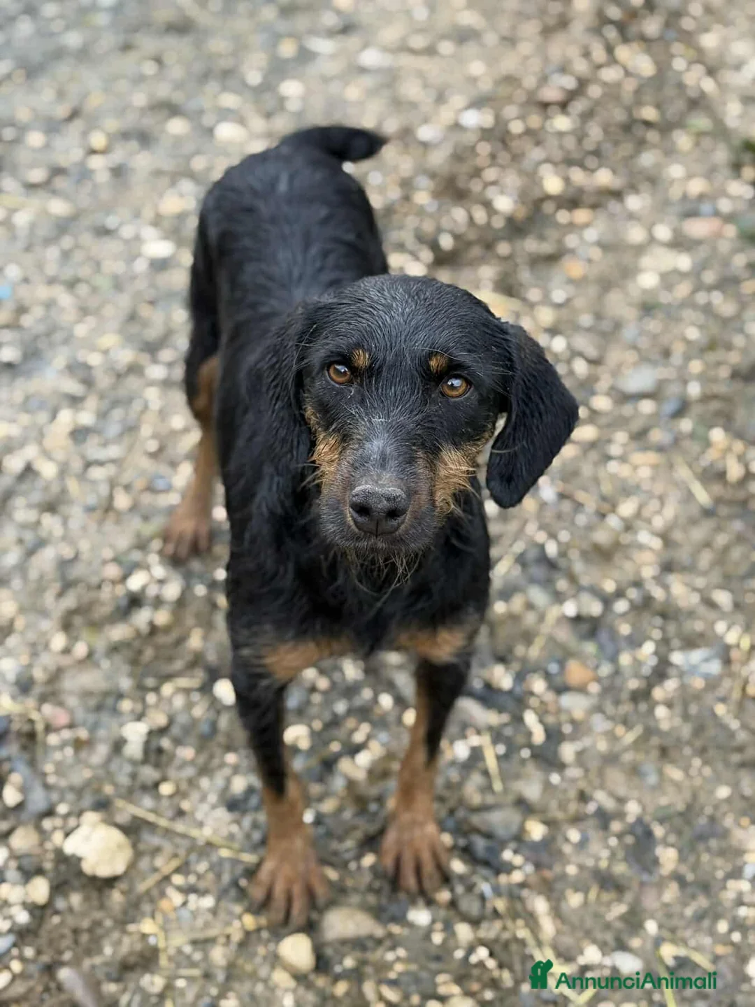 Jagdterrier cani in regalo: TAIRA, dolcissima JAGD TERRIER! - Annuncio 2