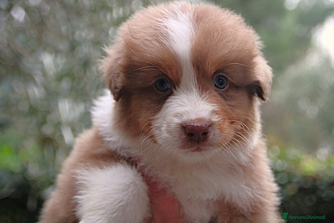 Australian Shepherd cani in vendita: CUCCIOLI DI PASTORE AUSTRALIANO - Annuncio 6