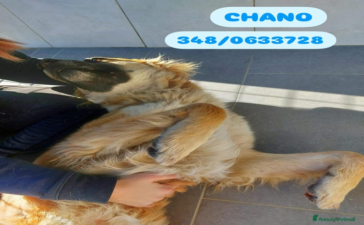 Meticcio cani - Annuncio 13