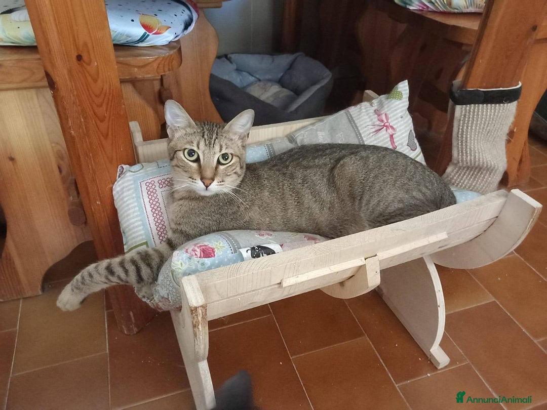 Europeo gatti in regalo: JAMES dolce micio in adozione! - Annuncio 2