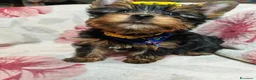 Meticcio cani in vendita: ✨Splendidi Yorkshire Terrier✨ - Annuncio 3