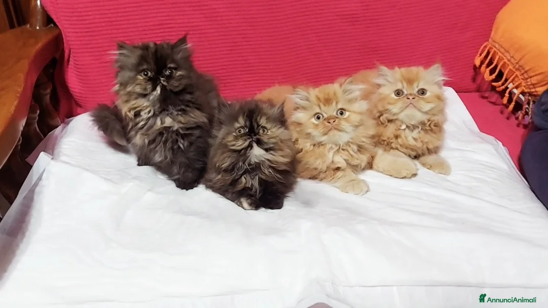Persiano gatti in vendita: Cuccioli di Persiano - Annuncio 1
