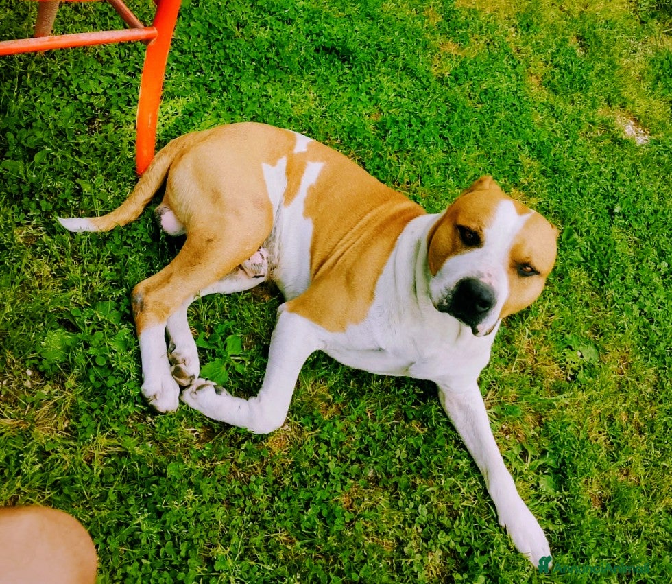 American Staffordshire cani Regalo american staff - Annuncio 2