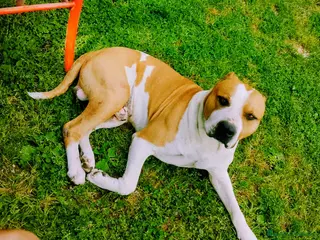 American Staffordshire cani Regalo american staff - Annuncio 42