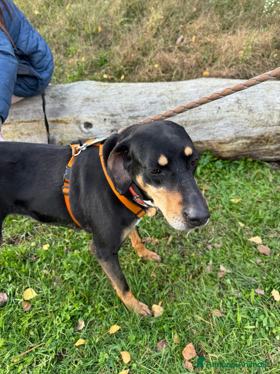 Segugio cani in regalo: SKYLAR, una splendida mix segugio a Città metropolitana di Milano - Annuncio 5