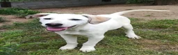 Meticcio cani in regalo: BRANDO CUCCIOLO MIX LABRADORINO a Città Metropolitana di Bologna - Annuncio 3