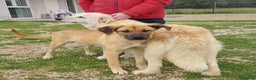 Meticcio cani in regalo: Mara Cerca Famiglia. Info Monica 3890238584 - Annuncio 12