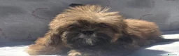 Shihpoo cani in vendita: Shitzu - Annuncio 6