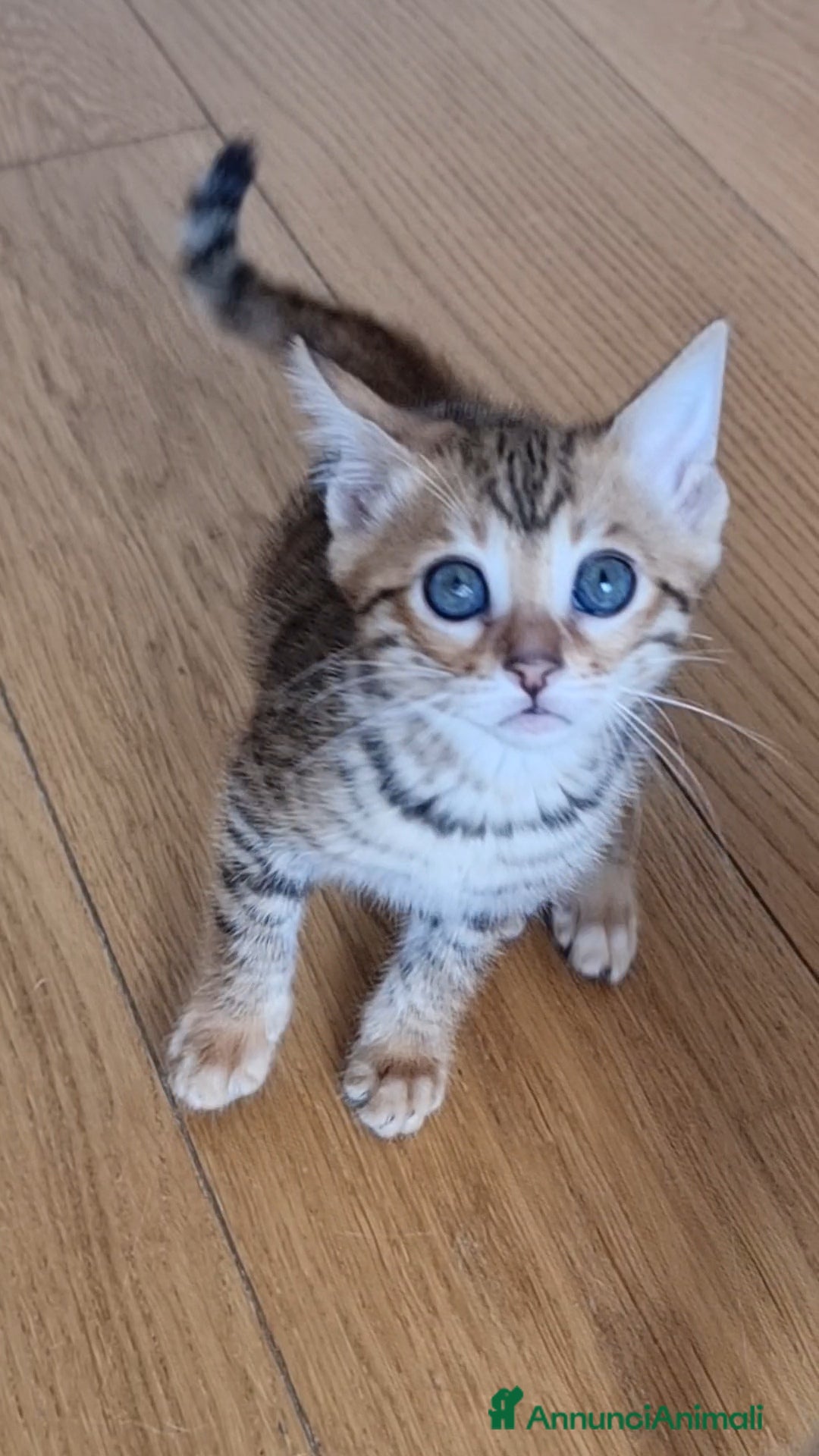 Bengala gatti in vendita: Bengala  - Annuncio 3