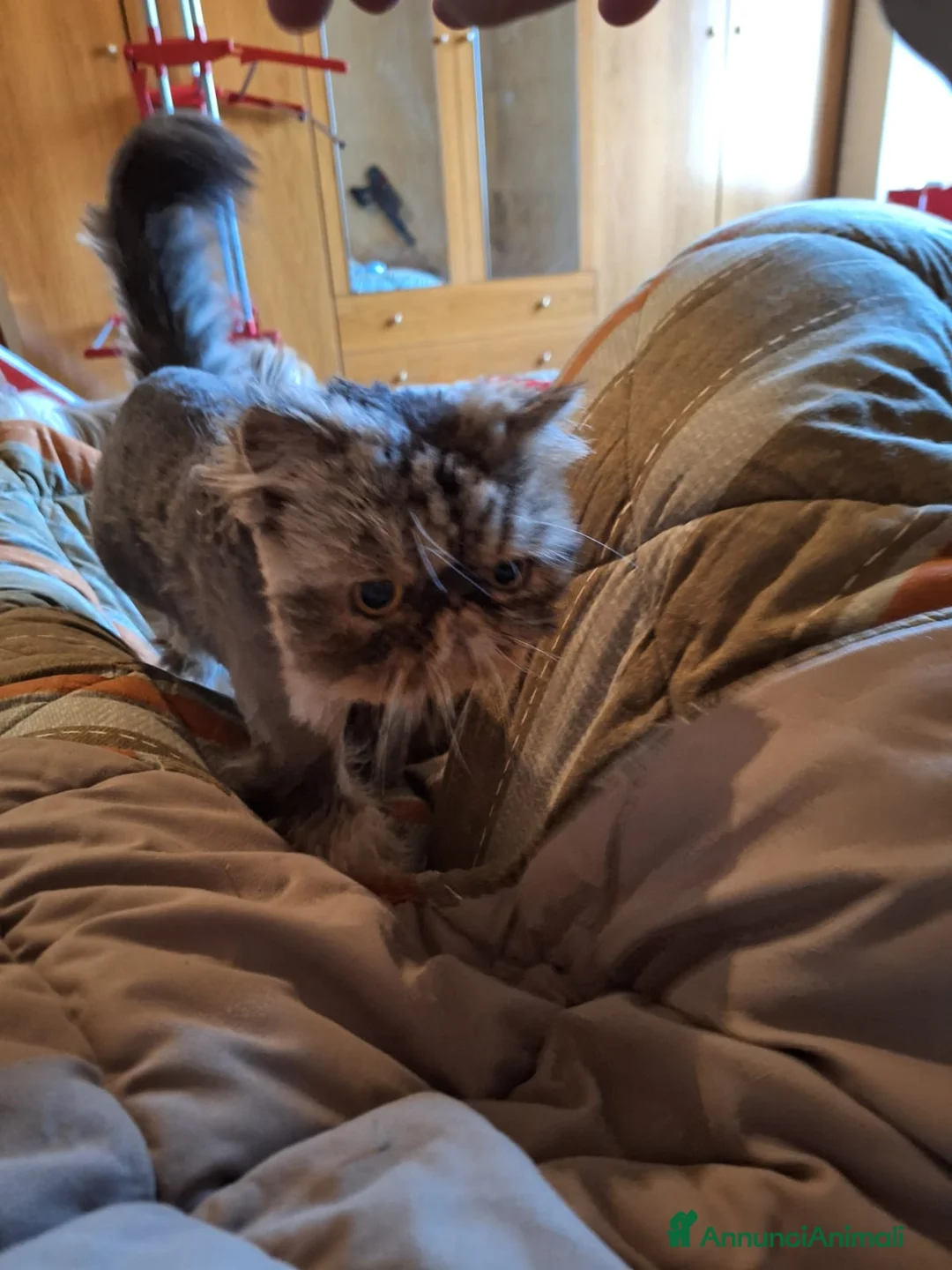 Persiano gatti in vendita: Persiano 5 anni - Annuncio 1