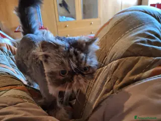 Persiano gatti Persiano 5 anni - Annuncio 1