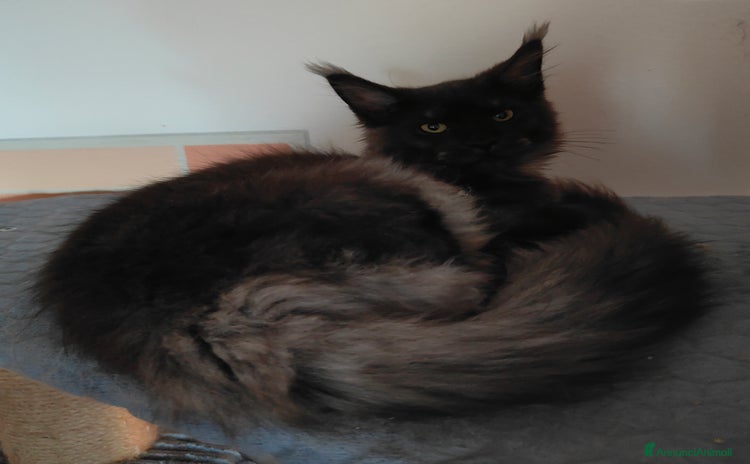 Maine Coon gatti - Annuncio 1