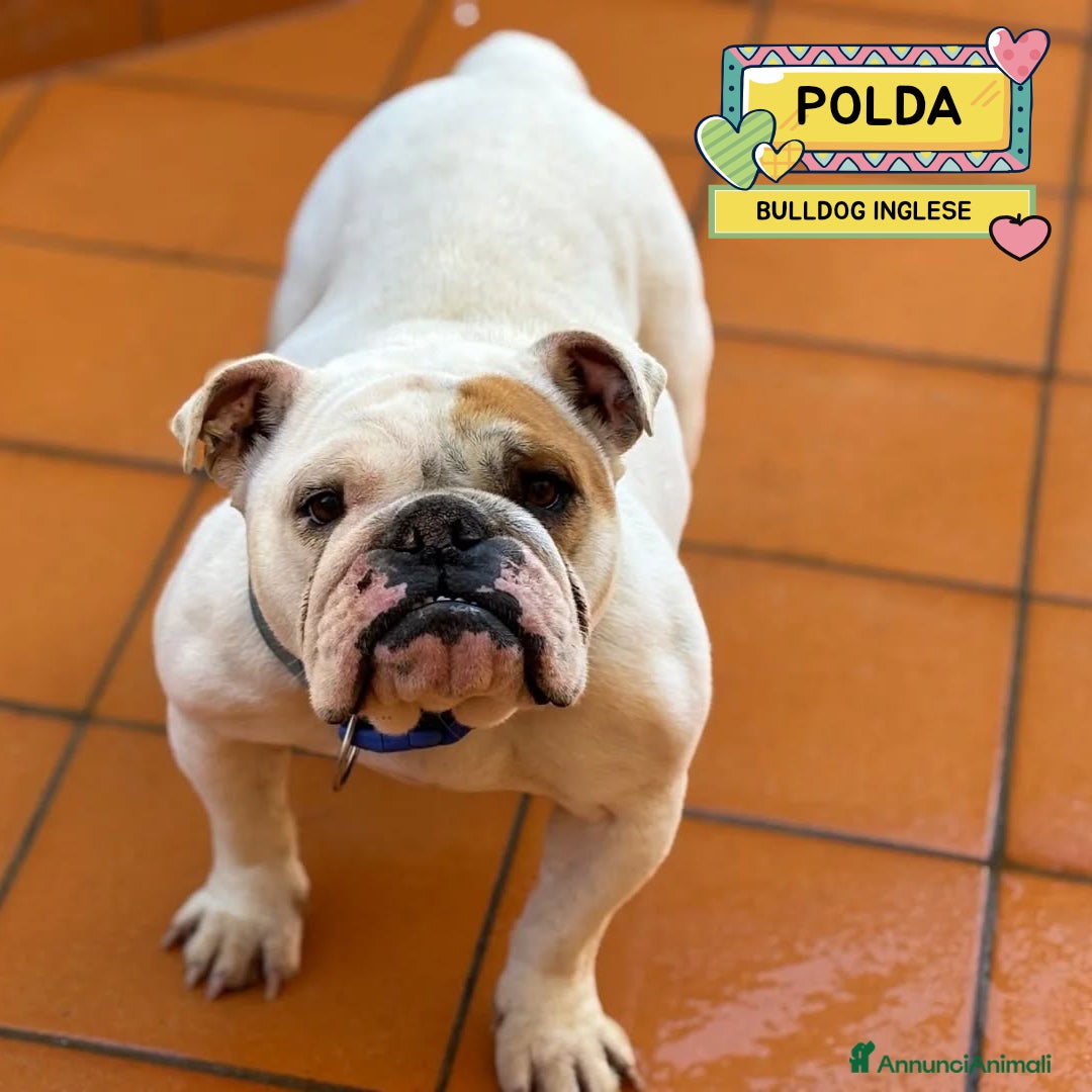 Bulldog cani POLDA bulldog inglese 2 anni e mezzo cerca casa - Annuncio 11