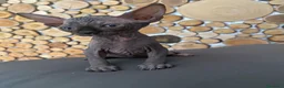 Sphynx gatti in vendita: Cuccioli Sphynks  - Annuncio 5