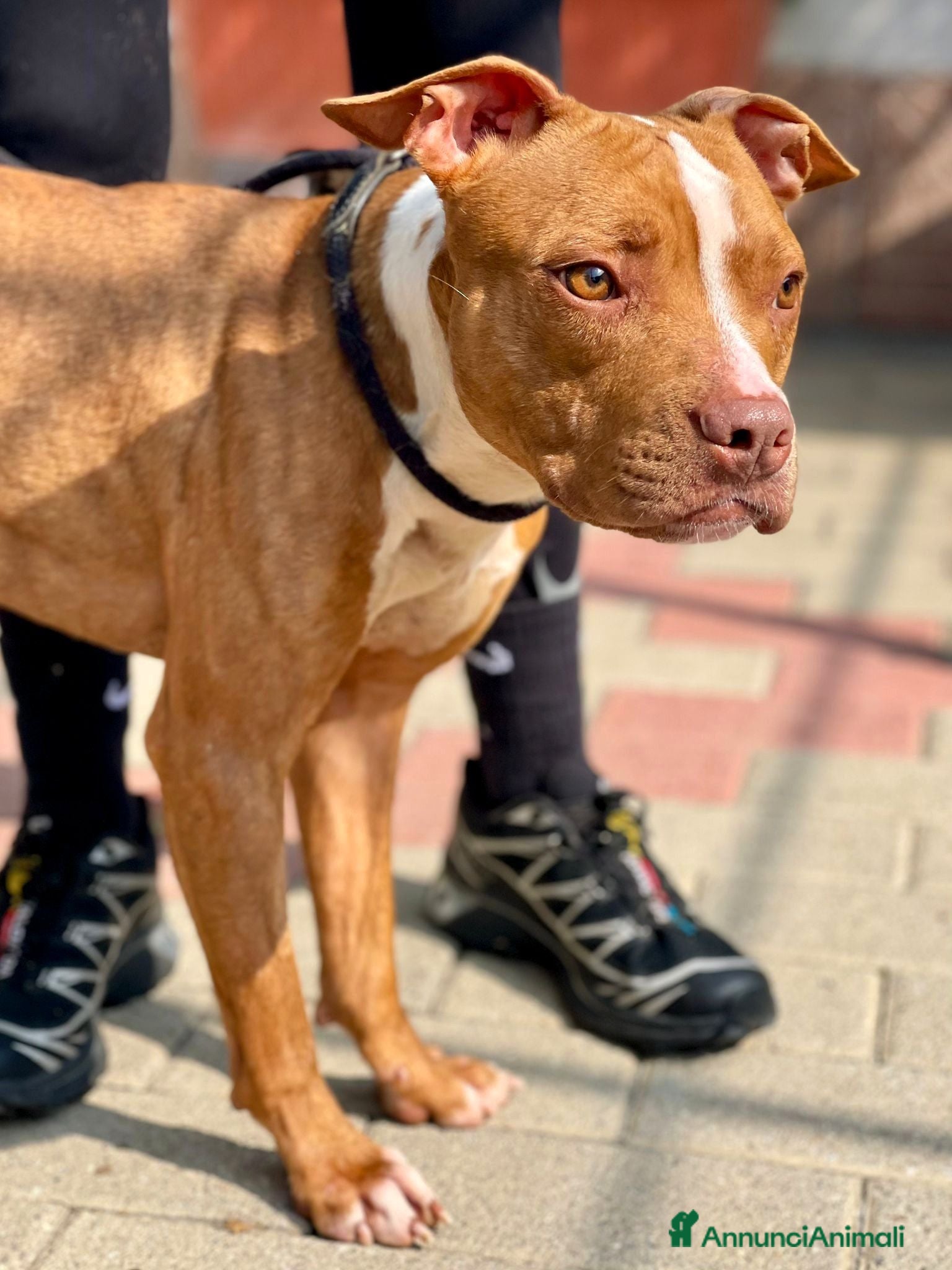 Meticcio cani DANKO PIT BULLINO - Annuncio 6