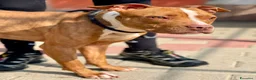 Meticcio cani in regalo: DANKO PIT BULLINO - Annuncio 1