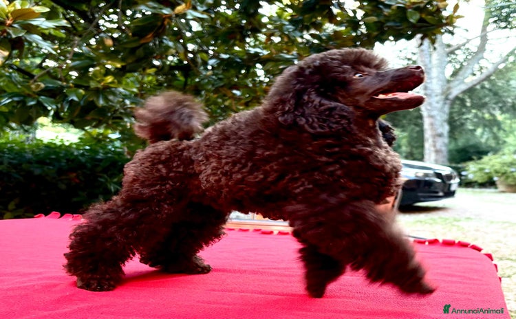 Barbone cani - Annuncio 2