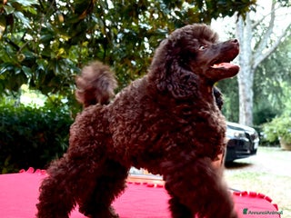 Barbone cani CUCCIOLI DI BARBONE TOY/NANO - Annuncio 2