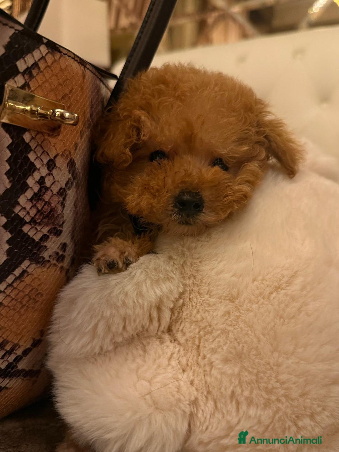 Barboncino Toy cani in vendita: Barboncina piccola toy  - Annuncio 1