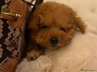 Barboncino Toy cani Barboncina piccola toy - Annuncio 26