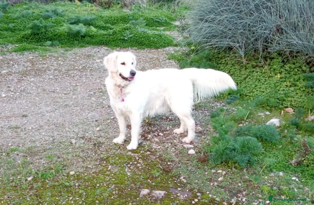 Golden Retriever cani in vendita: Cuccioli di Golden retriver con pedigree  a Città metropolitana di Palermo - Annuncio 1