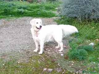 Golden Retriever cani Cuccioli di Golden retriver con pedigree - Annuncio 4