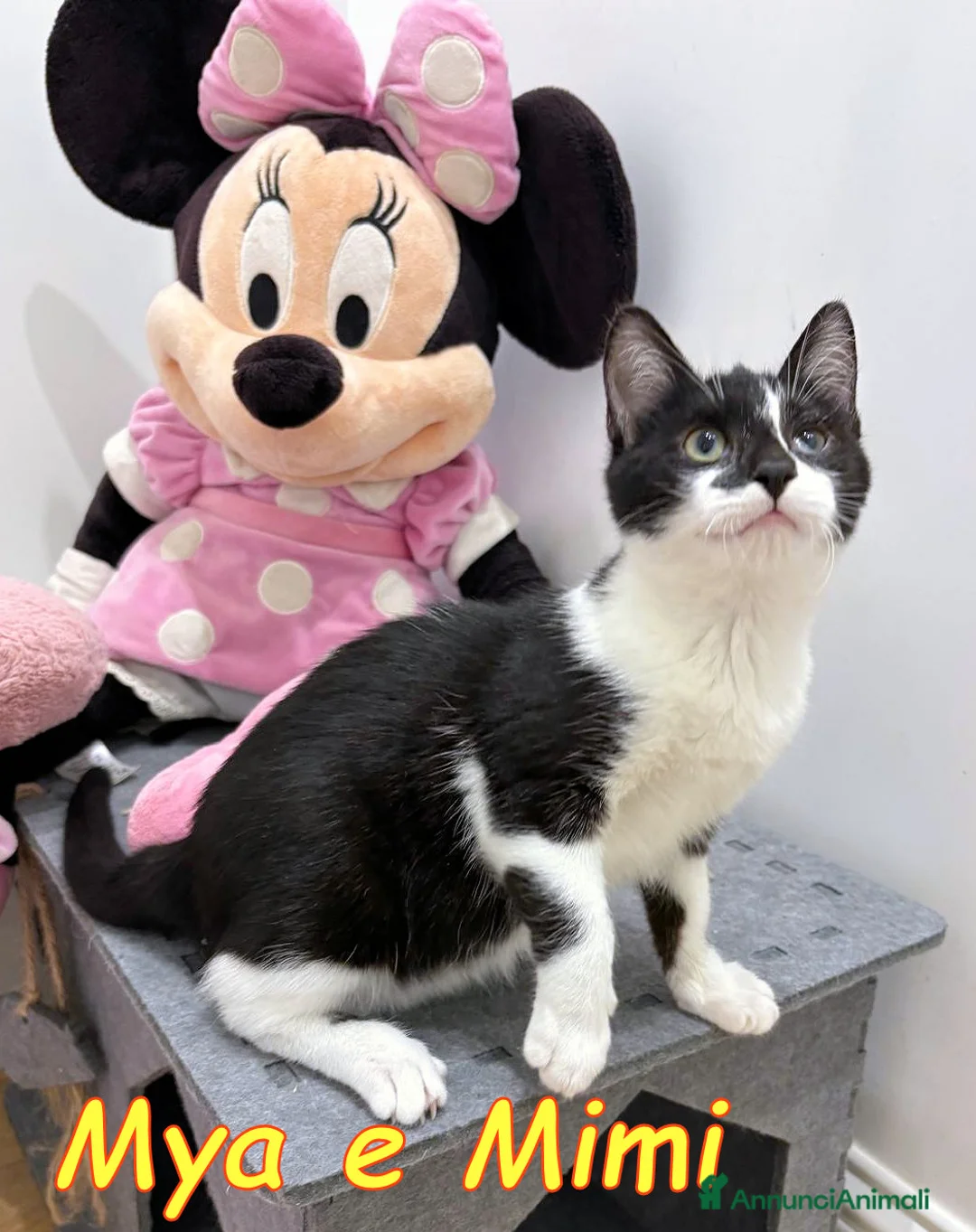 Europeo gatti in regalo: MYA E MIMI DOLCISSIME GATTINE - Annuncio 9