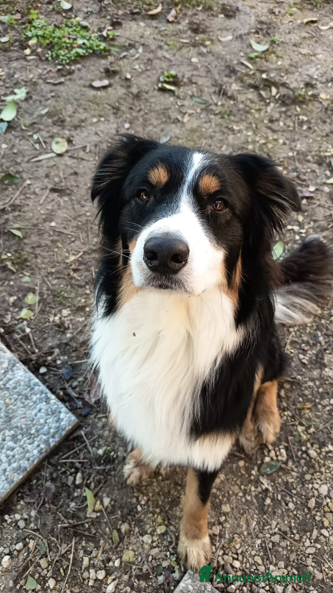 Australian Shepherd cani per accoppiamento: RITMO cerca moglie - Annuncio 2