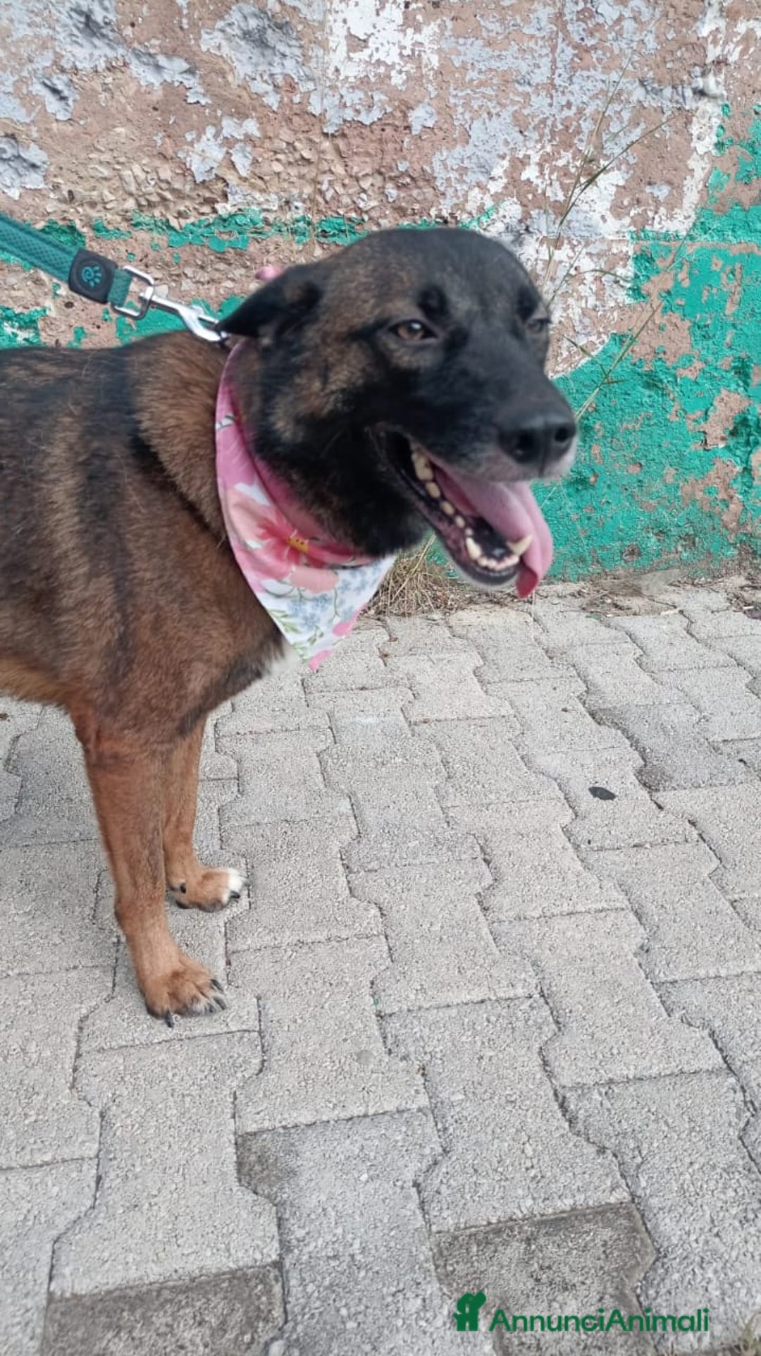 Pastore del Caucaso cani in regalo: Splendida simil Pastore del Caucaso - CARRIE - Annuncio 11