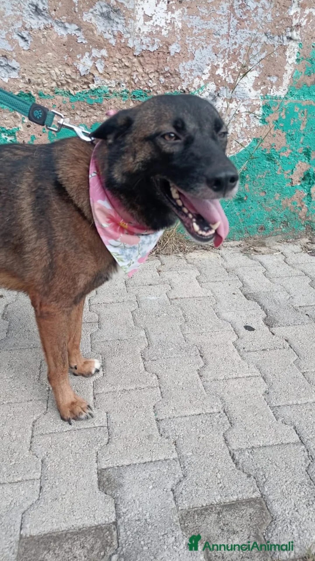 Pastore del Caucaso cani in regalo: Splendida simil Pastore del Caucaso - CARRIE - Annuncio 12