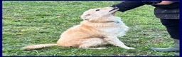 Meticcio cani in regalo: LUCKY Cotone adora le persone dinamiche - Annuncio 6