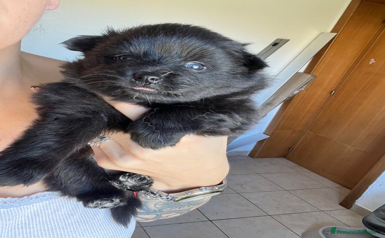 Volpino Pomerania cani Volpino di Pomerania  - Annuncio 7