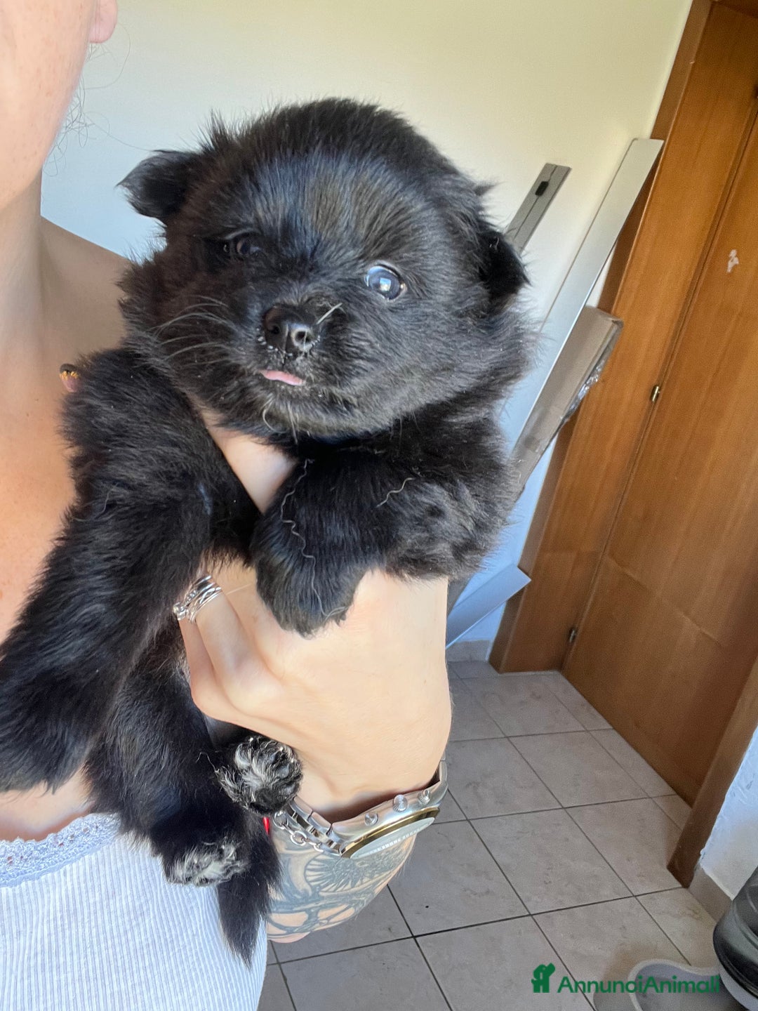 Volpino Pomerania cani in vendita: Volpino di Pomerania  - Immagine 1