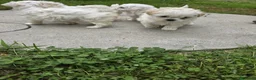 Maltese cani in vendita: Maltese  - Annuncio 12