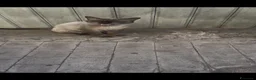 Siamese gatti in regalo: Siamese originale  - Annuncio 3