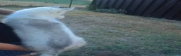 Husky cani in vendita: Cuccioli di Siberian Husky  a Città Metropolitana di Torino - Annuncio 8