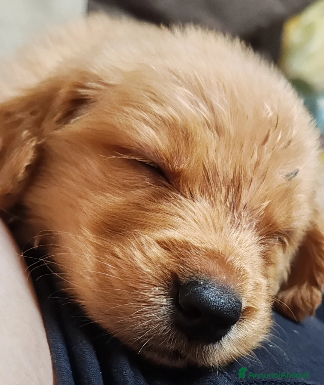 Golden Retriever cani in vendita: Cuccioli golden retriever - Annuncio 1