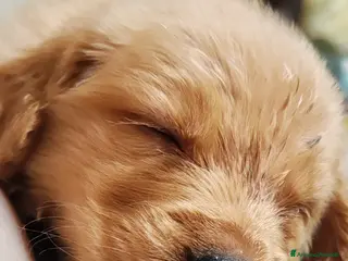 Golden Retriever cani Cuccioli golden retriever - Annuncio 1