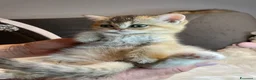 British gatti in vendita: Cuccioli British  - Annuncio 7
