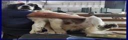 Meticcio cani in regalo: GGG un tenerone! tg grande a Provincia di Bergamo - Annuncio 3