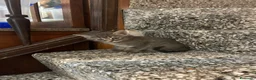 Meticcio gatti in vendita: Gattino carino  - Annuncio 3