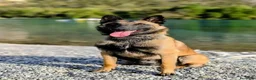 Pastore Belga cani per accoppiamento: Pastore belga malinois a Città Metropolitana di Torino - Annuncio 3
