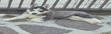 Husky 3