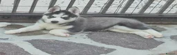 Husky cani in vendita: Siberian husky  - Annuncio 3