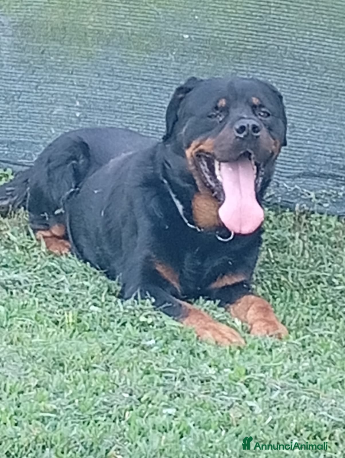 Rottweiler cani Ares: 7 anni, Rottweiler equilibrato, socievole  a Città Metropolitana di Genova - Annuncio 1