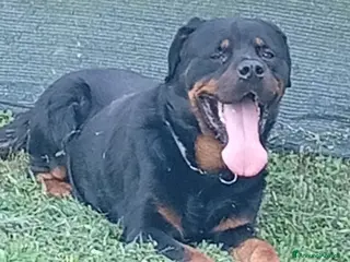 Rottweiler cani Ares: 7 anni, Rottweiler equilibrato, socievole a Città Metropolitana di Genova - Annuncio 1